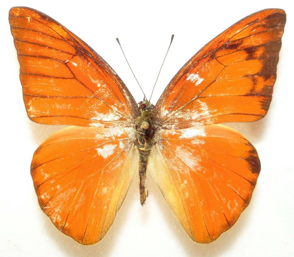 Appias nero (gynandromorph) (Internet Image property of respective owner, non-commercial use only)